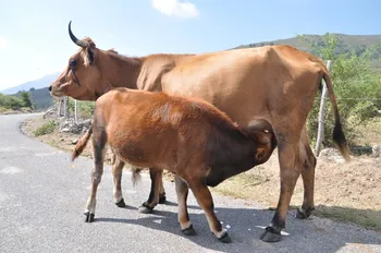 Породи корів (ВРХ) Корсиканська