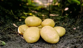 Сорти картоплі Фольва (Folva)