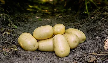 Сорти картоплі Фріг (Frig)