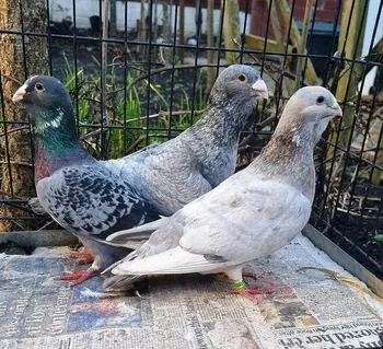 Породи голубів Адана | Adana | Wammen