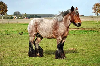 Породи коней Бельгійська ваговозна (Брабансон)