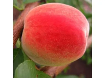 Сорти персиків Улюбленець-2
