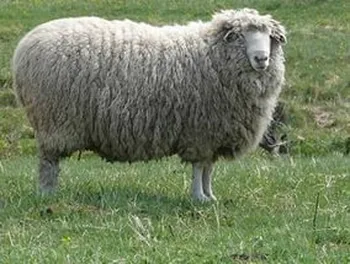 Породи овець Гірсько-алтайська