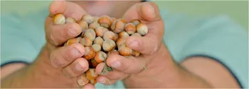 Сорти горіхів Ата-Баба