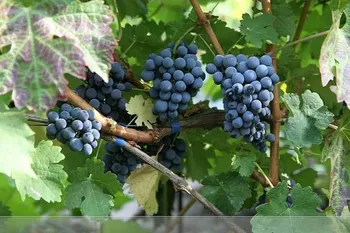 Сорти винограду Каберне Совіньйон