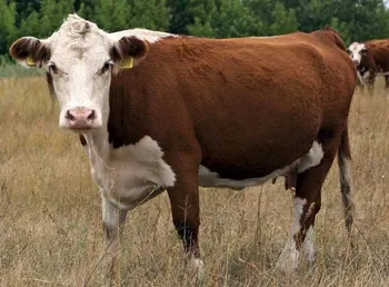 Породи корів (ВРХ) Казахська білоголова