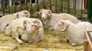 Породи овець Андійська