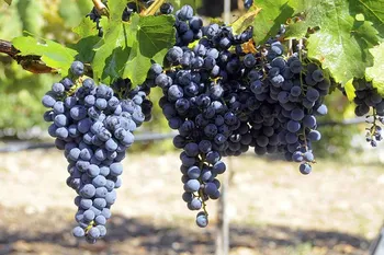 Сорти винограду Мерло