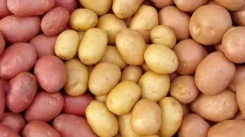 Статті користувачів Класифікація картоплі за формою бульб