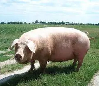 Породи свиней Велика Біла (Польська)