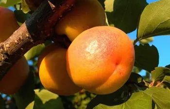 Сорти абрикосу Фаворит