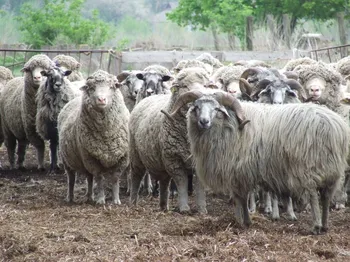 Породи овець Кавказька