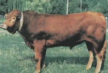 Породи корів (ВРХ) Волинська м'ясна