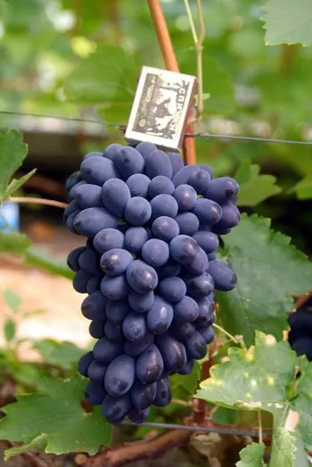 Сорти винограду Кодрянка