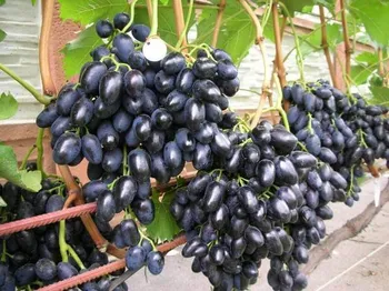 Сорти винограду Надія АЗОС