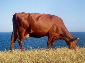 Породи корів (ВРХ) Червона степова