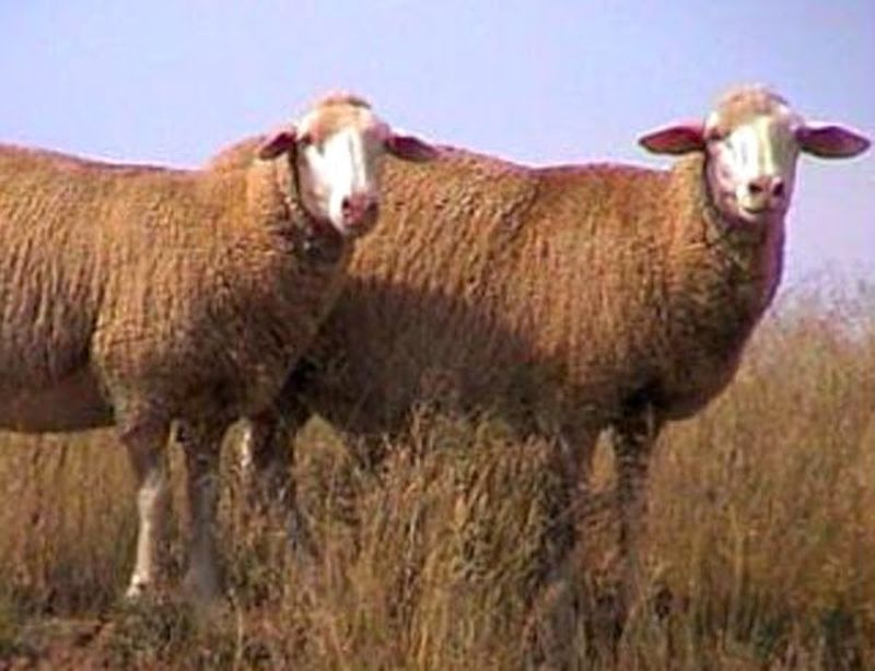 Купить алтайских овец. Алтайская тонкорунная порода овец. Горноалтайская порода овец. Алтайская порода порода овец. Алтайская порода овец масть.